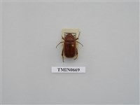 藏品(台灣褐栗金龜)的圖片